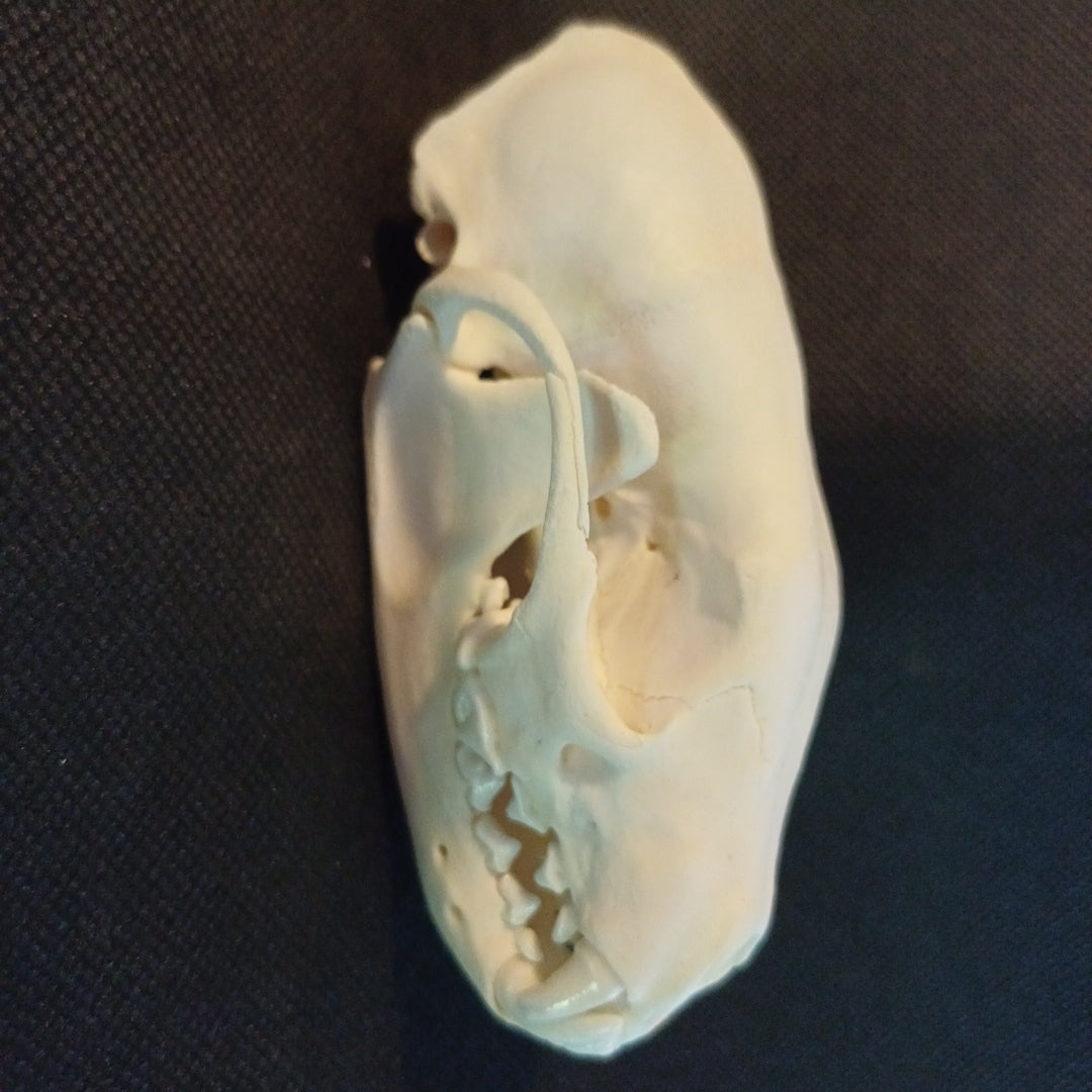 Large Fisher Skull