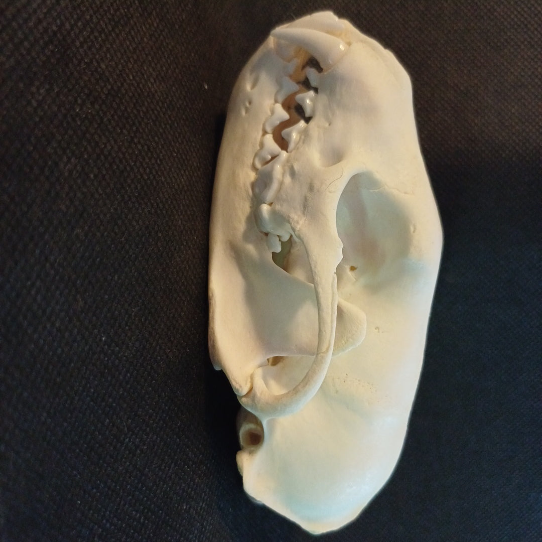 Large Fisher Skull