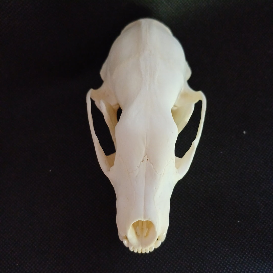 Large Fisher Skull