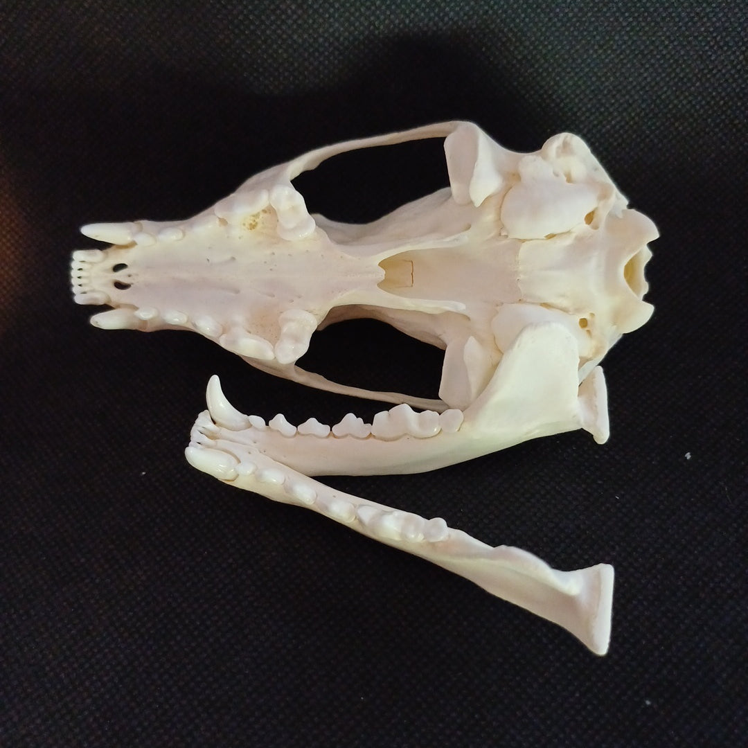 Large Fisher Skull