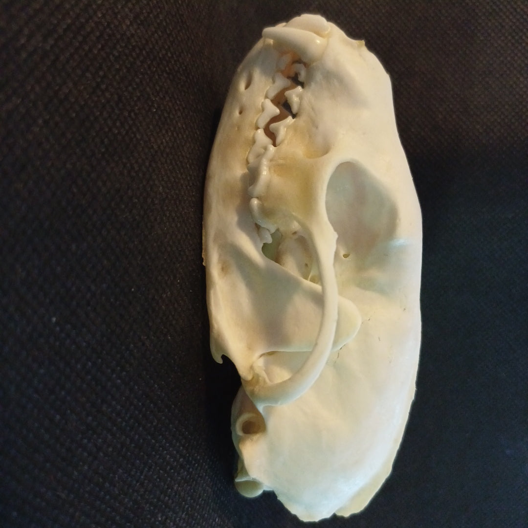 Fisher Skull