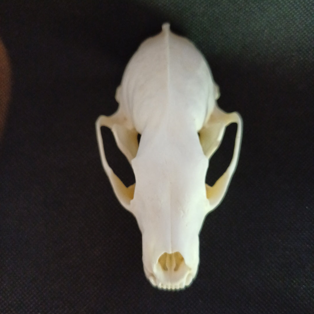 Fisher Skull