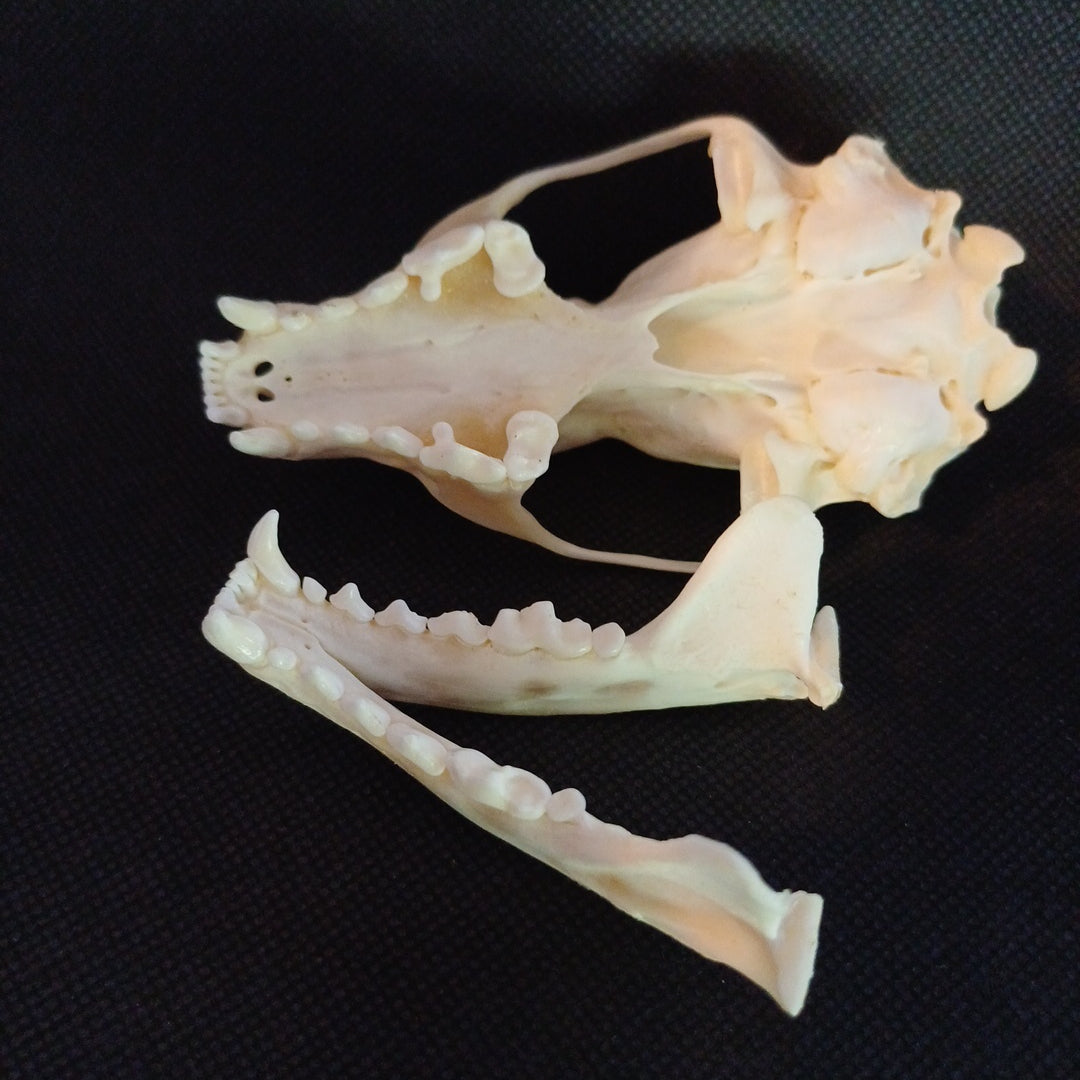 Fisher Skull