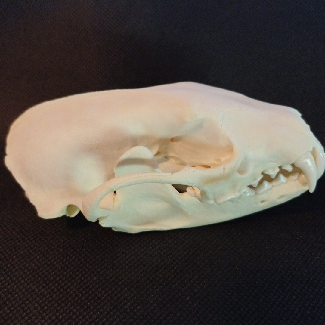 Large Fisher Skull