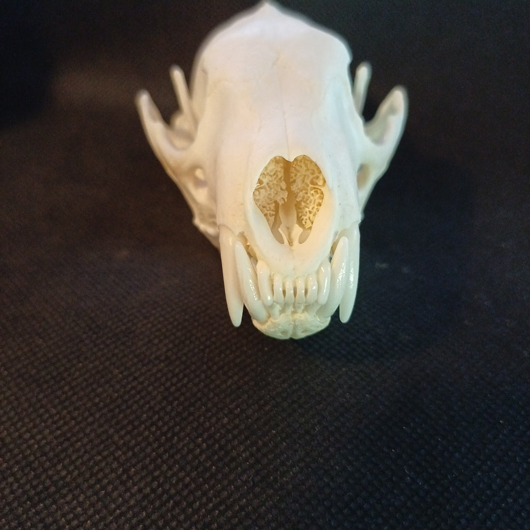 Large Fisher Skull