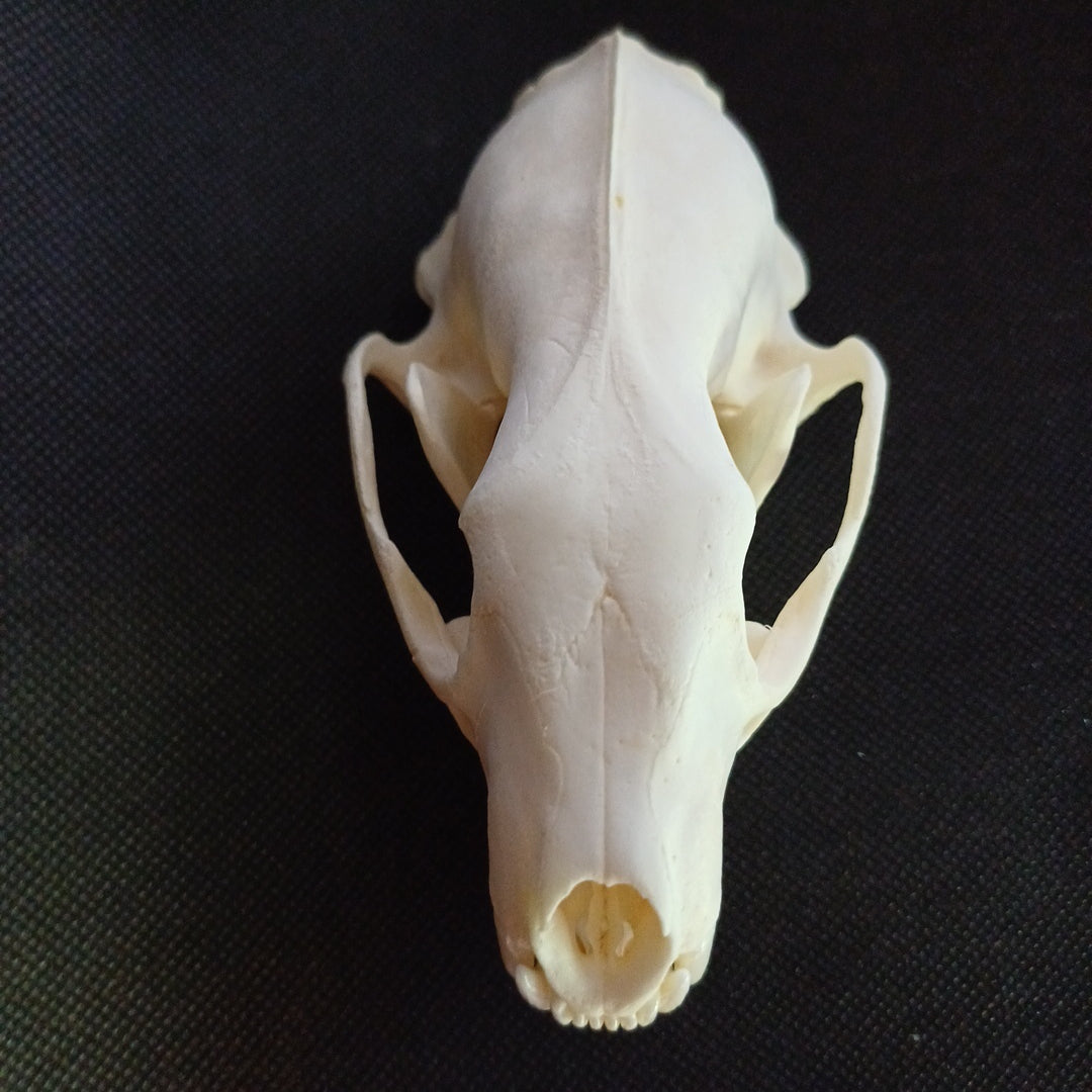 Large Fisher Skull