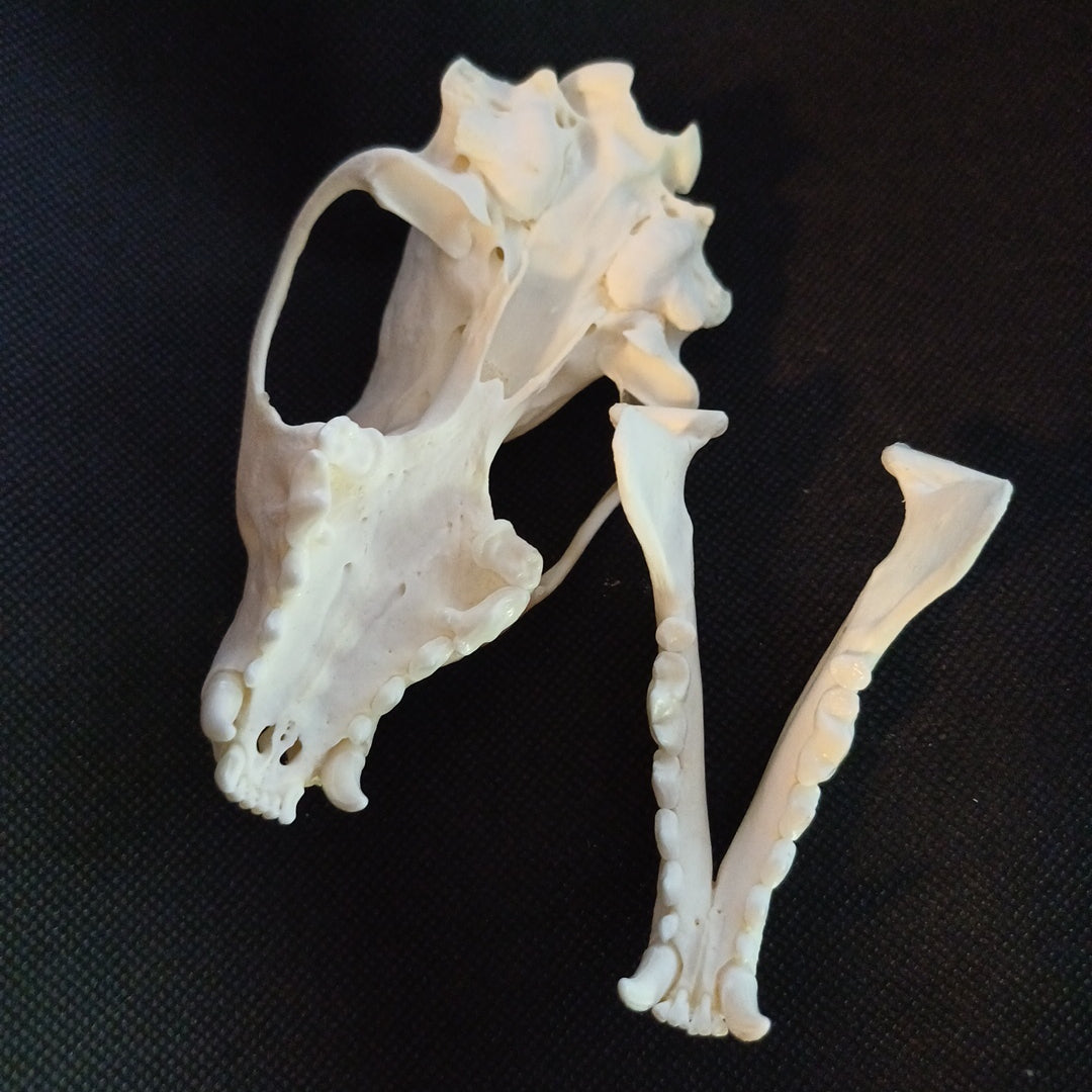 Large Fisher Skull