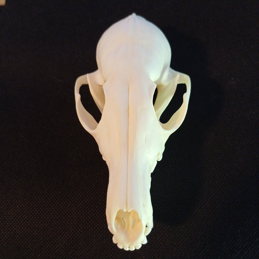 Canadian Red Fox Skull