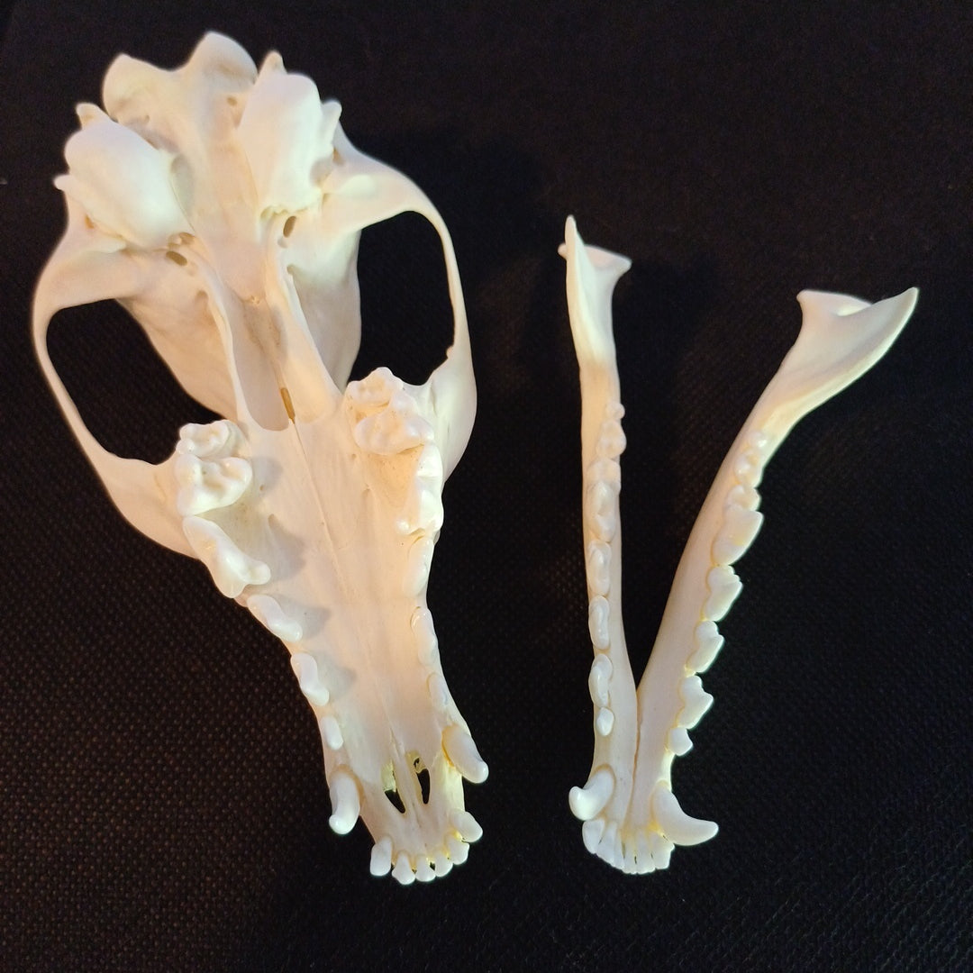 Canadian Red Fox Skull