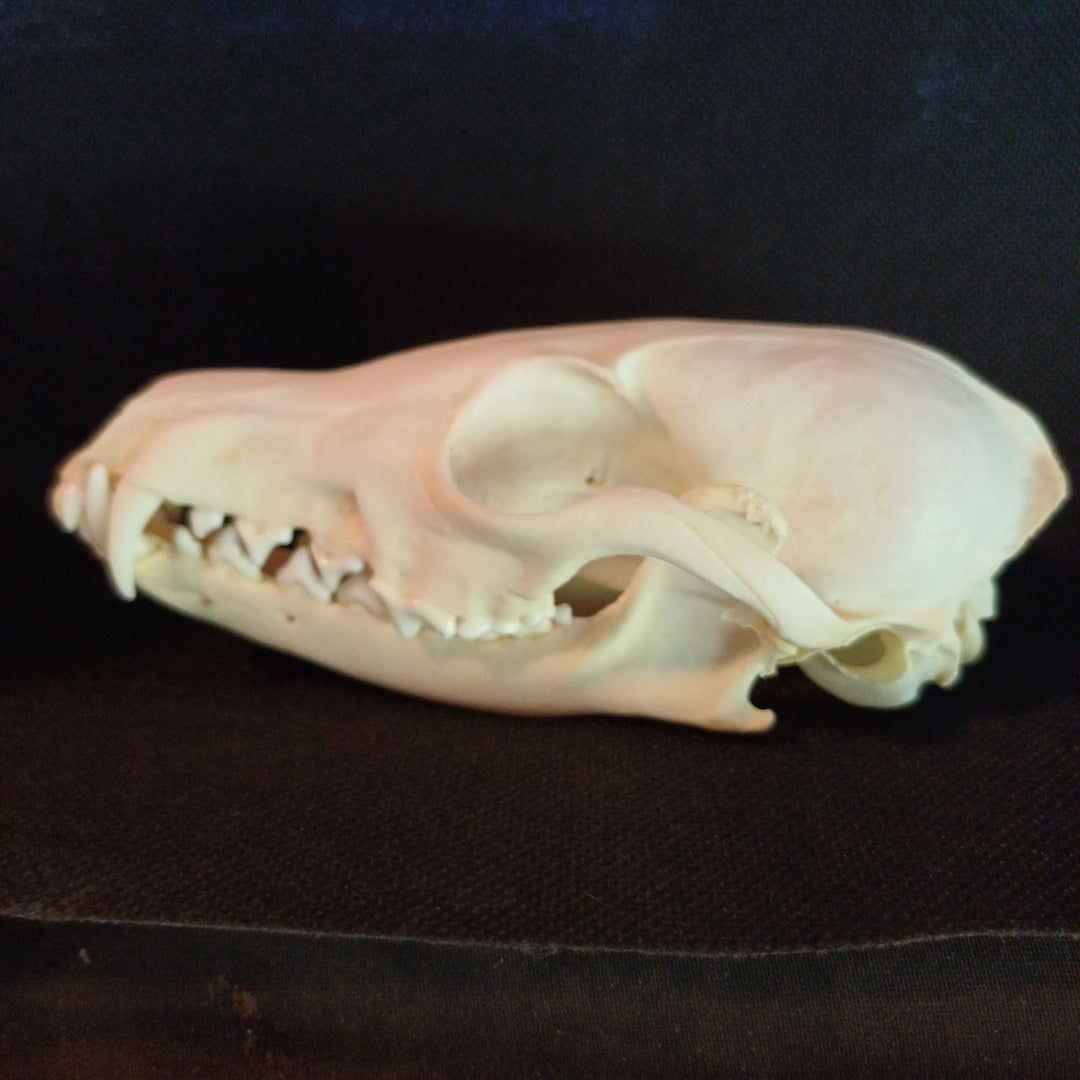 Canadian Red Fox Skull