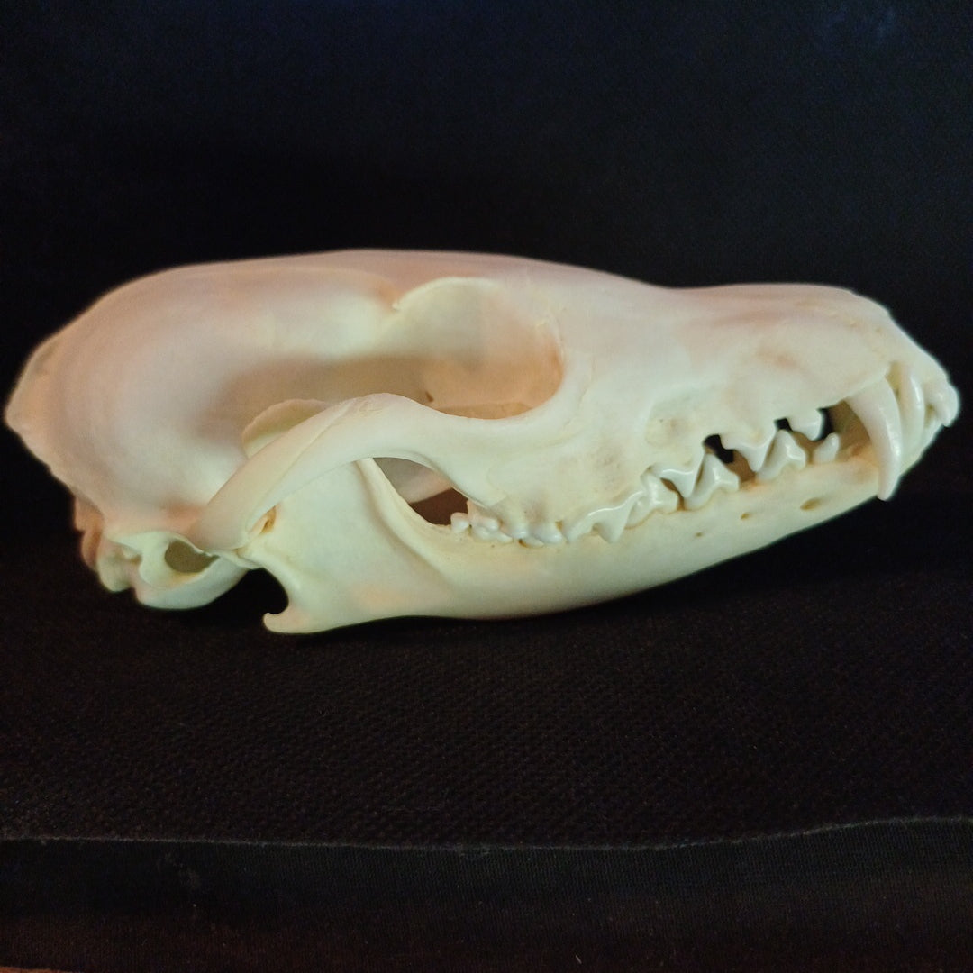 Canadian Red Fox Skull