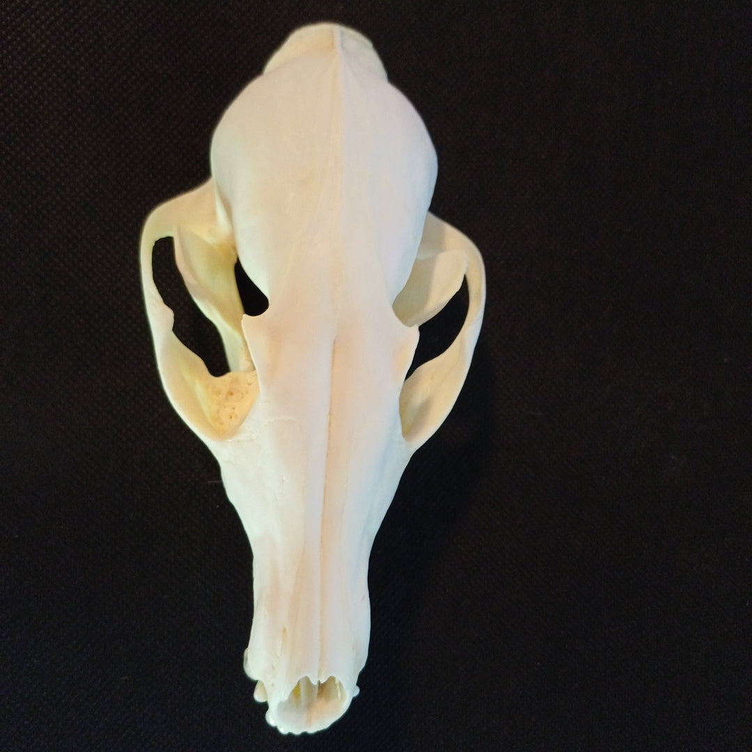 Canadian Red Fox Skull