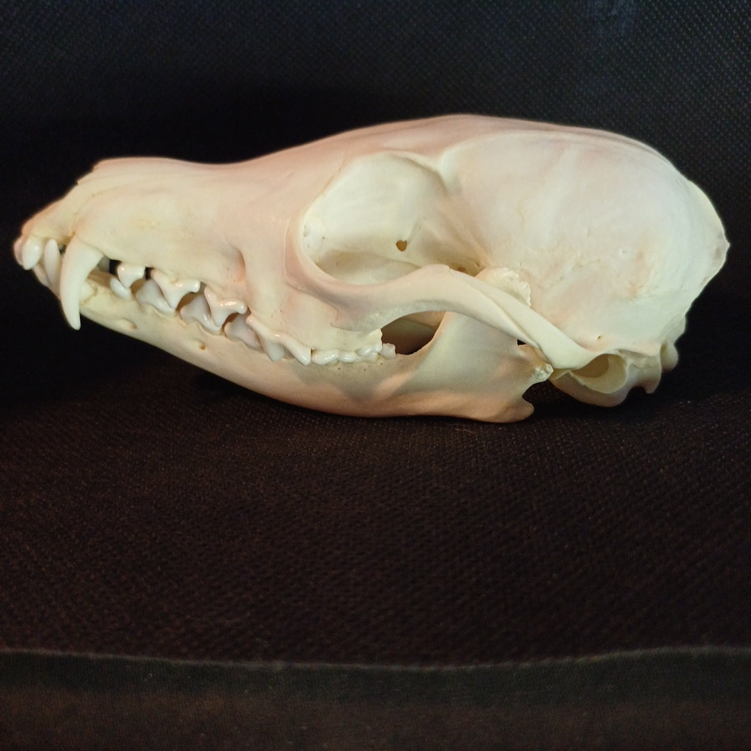 Canadian Red Fox Skull