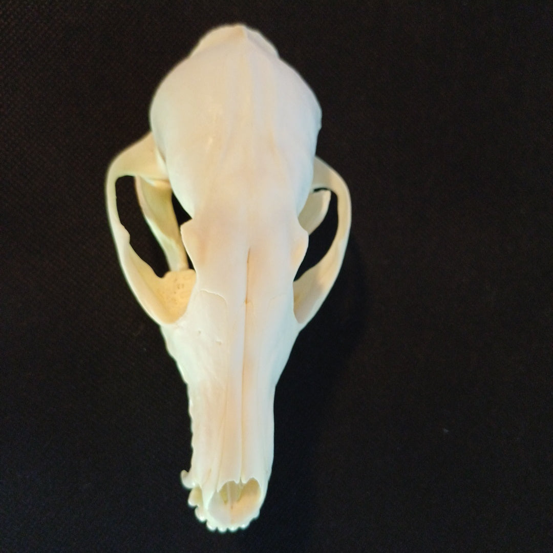 Canadian Red Fox Skull