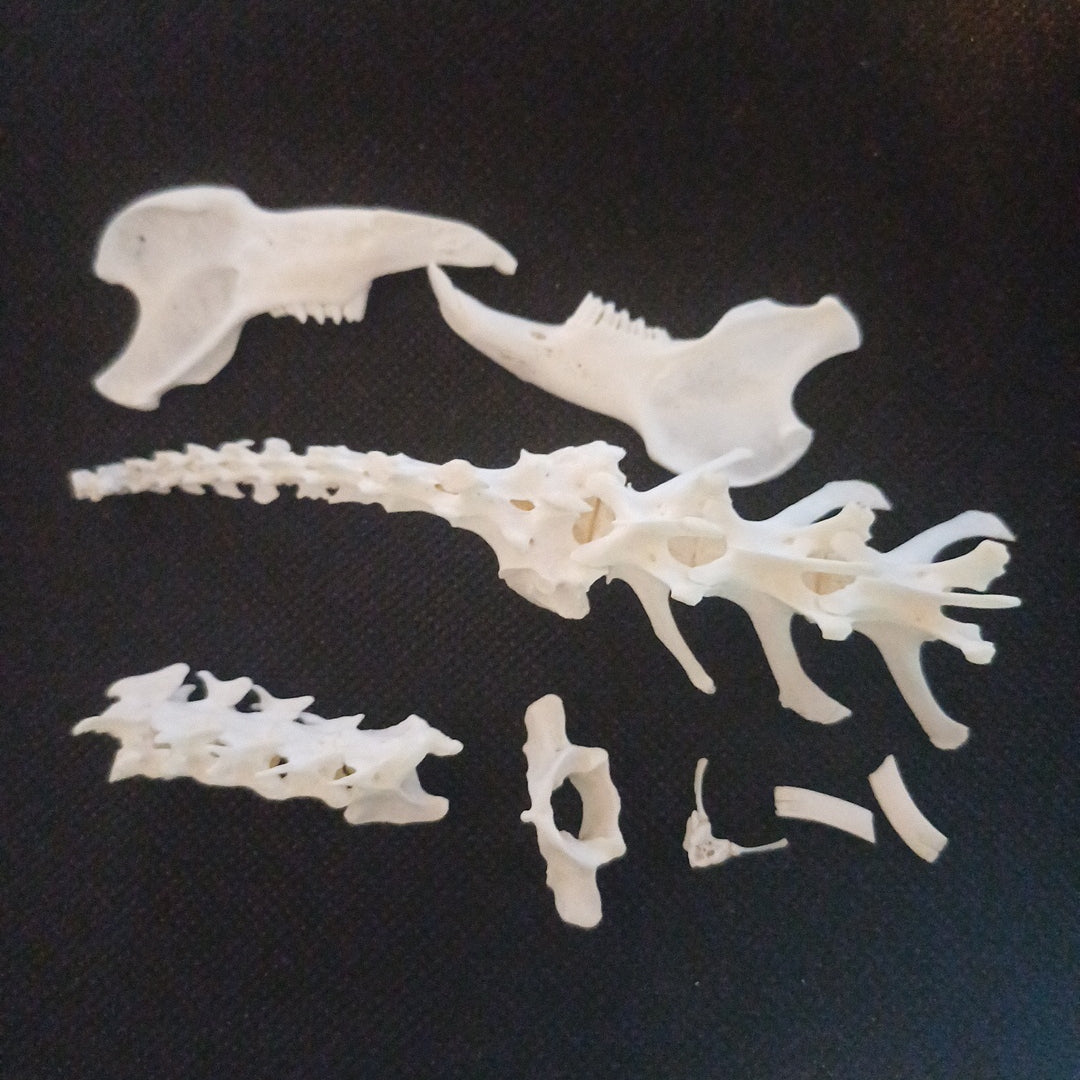 Mixed small box of bones