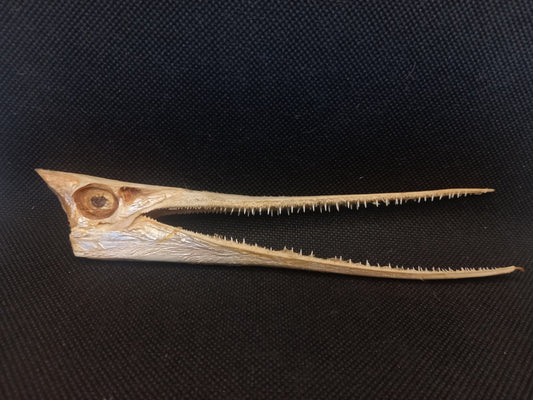 Needle Fish Skull