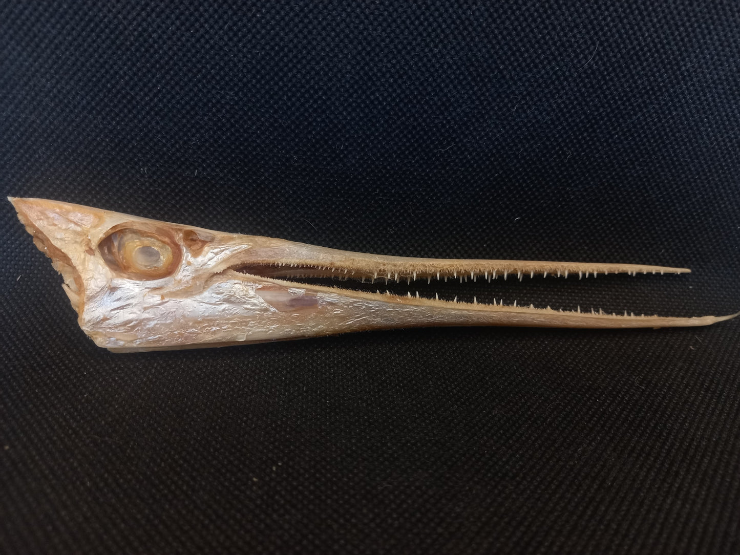 Needle Fish Skull