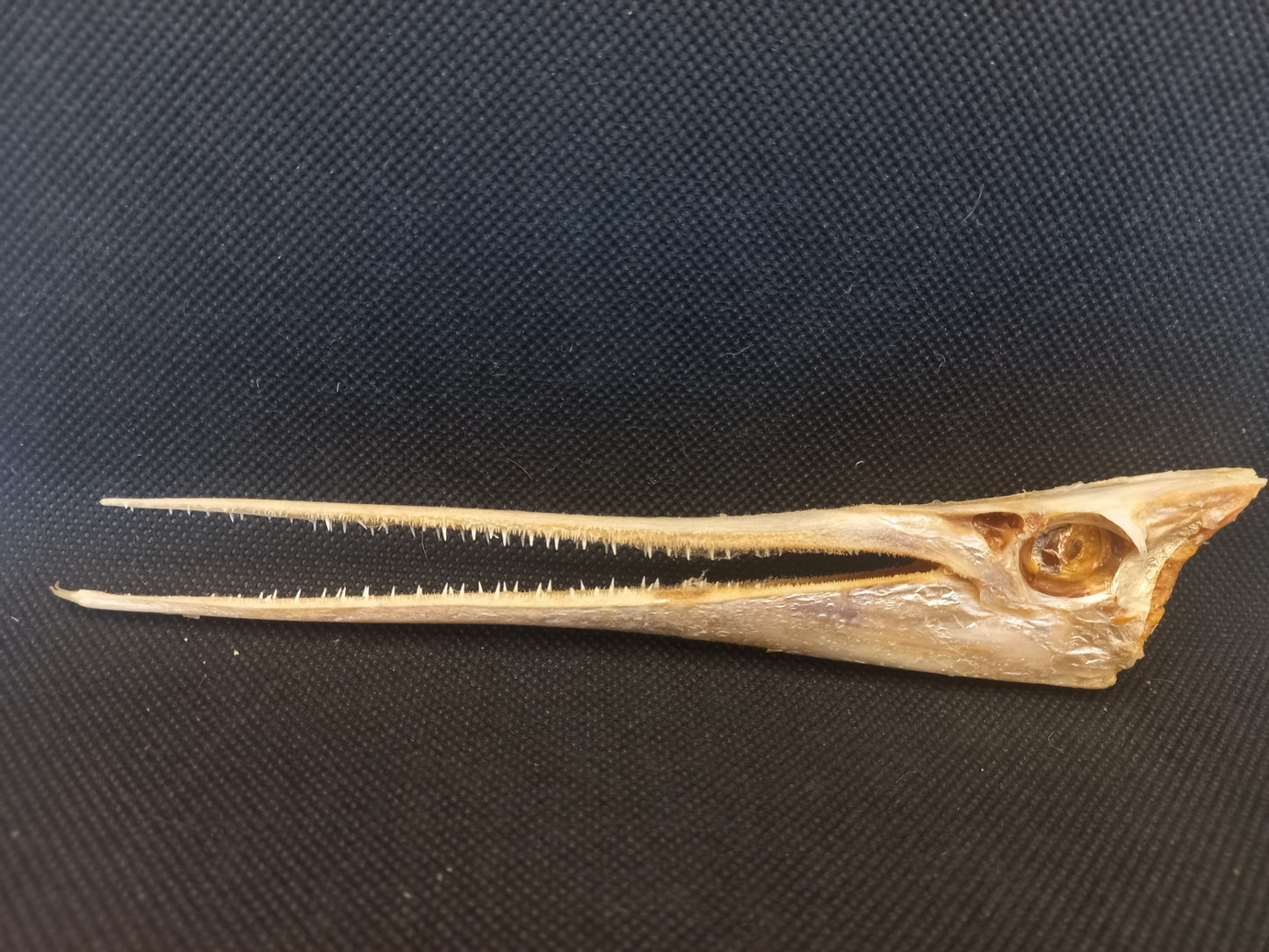Needle Fish Skull