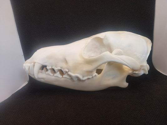 Coyote Skull