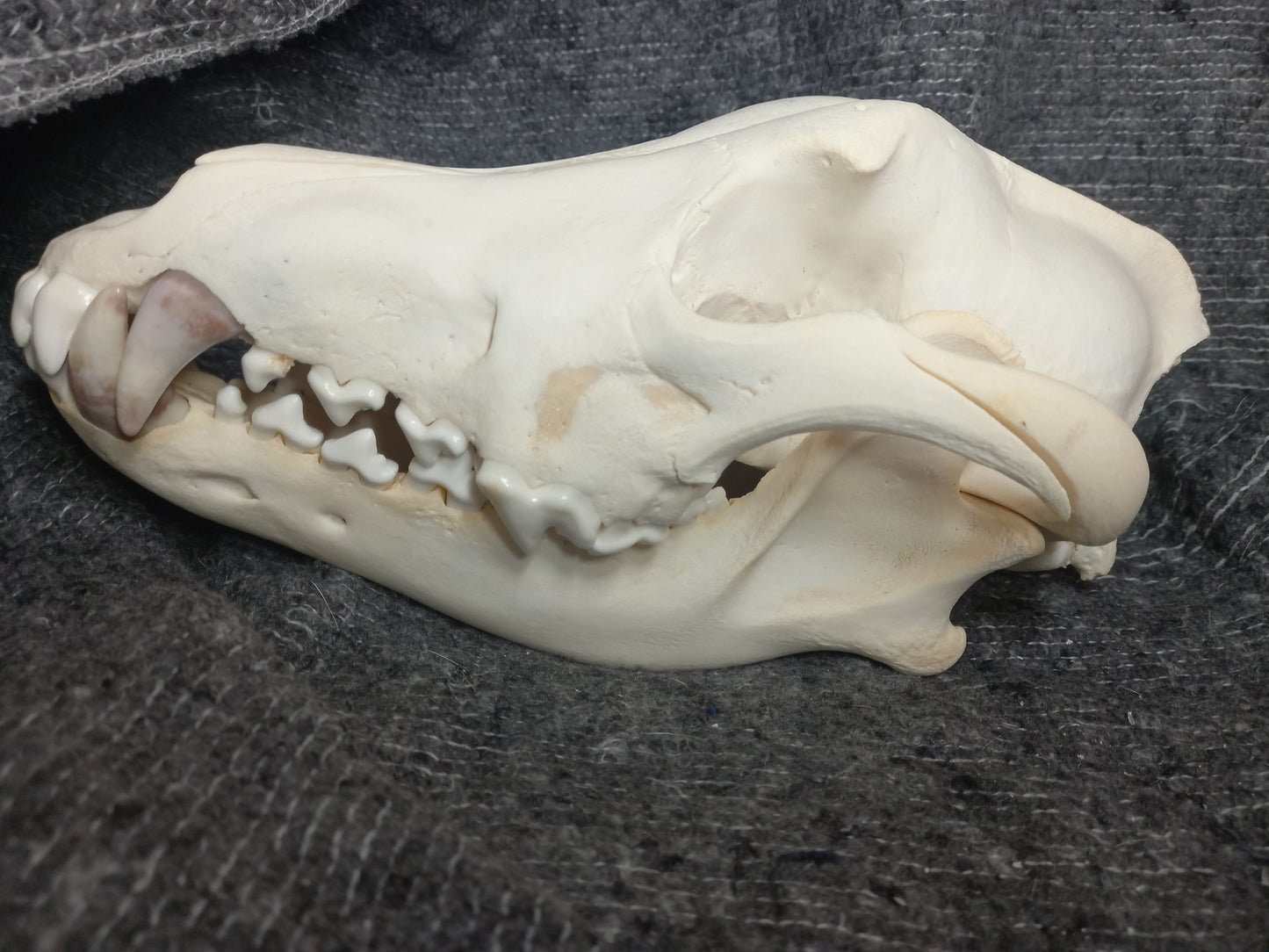 Timber Wolf Skull - dental pathology (inc shipping)