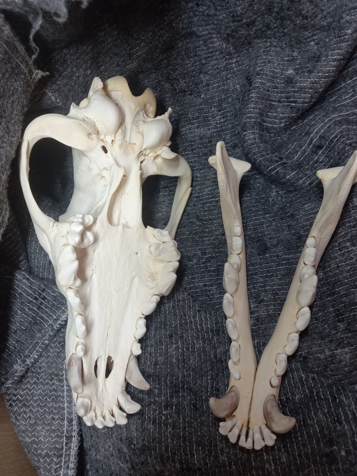 Timber Wolf Skull - dental pathology (inc shipping)