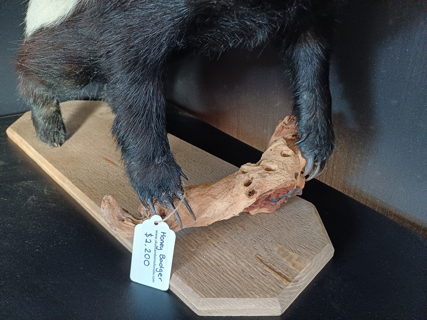 Honey badger full taxidermy mount