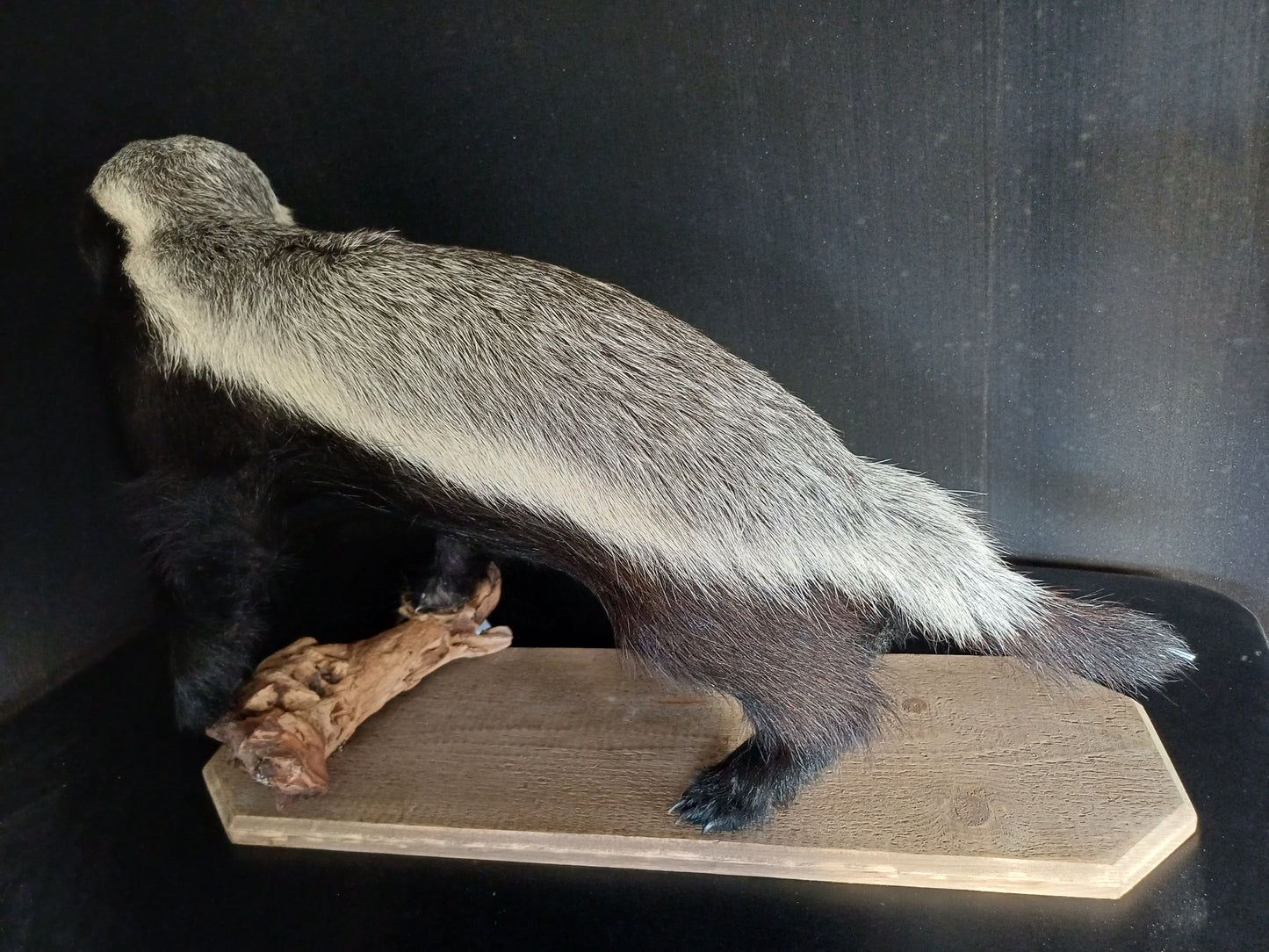 Honey badger full taxidermy mount