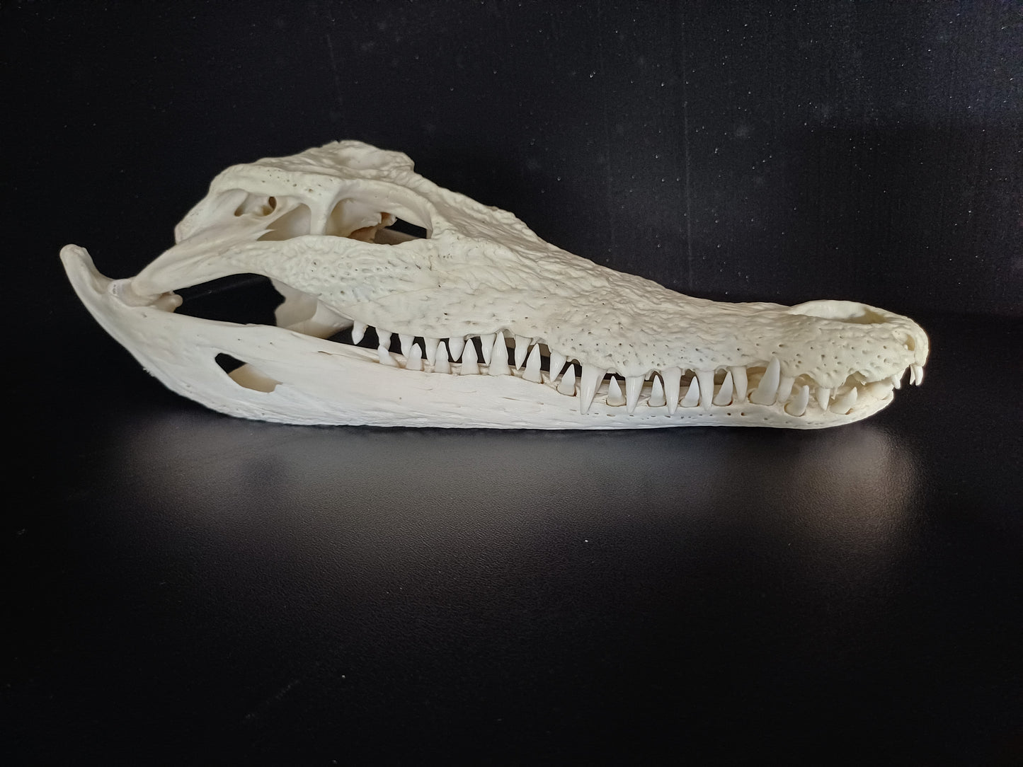 Saltwater Crocodile Skull