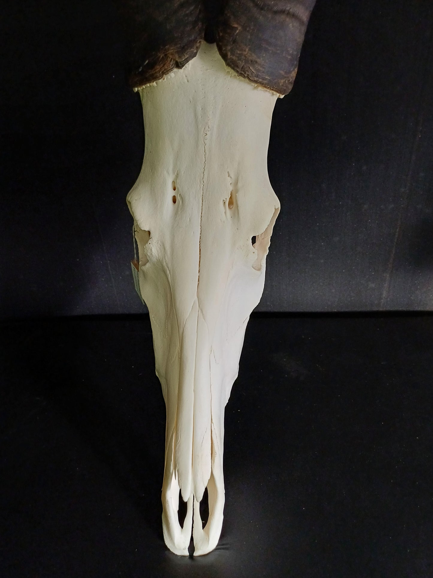 Red Hartebeest Skull