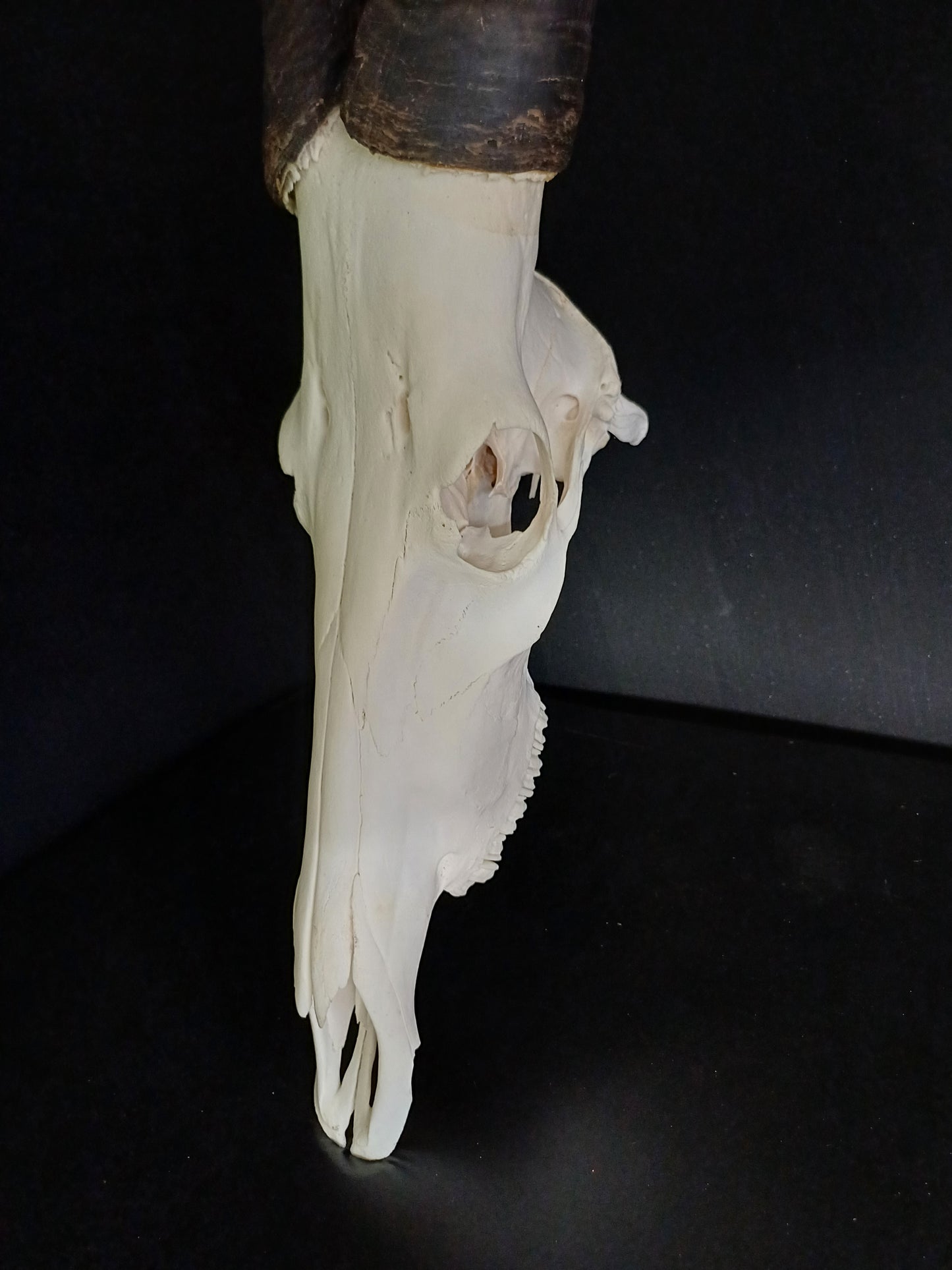 Red Hartebeest Skull