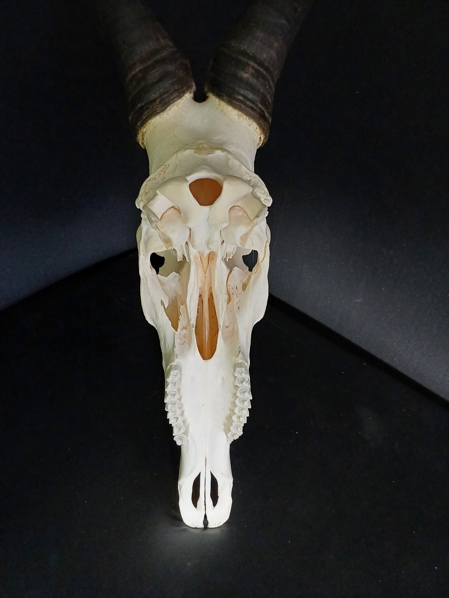 Red Hartebeest Skull