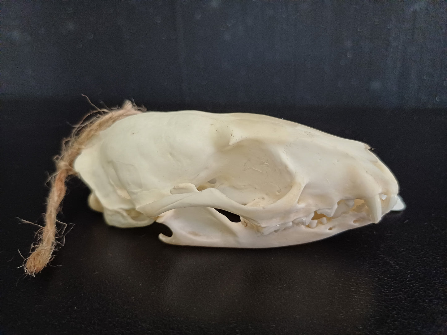 Common Genet skull