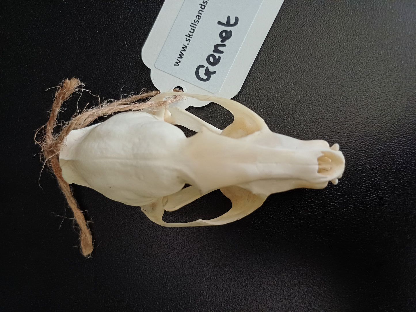 Common Genet skull