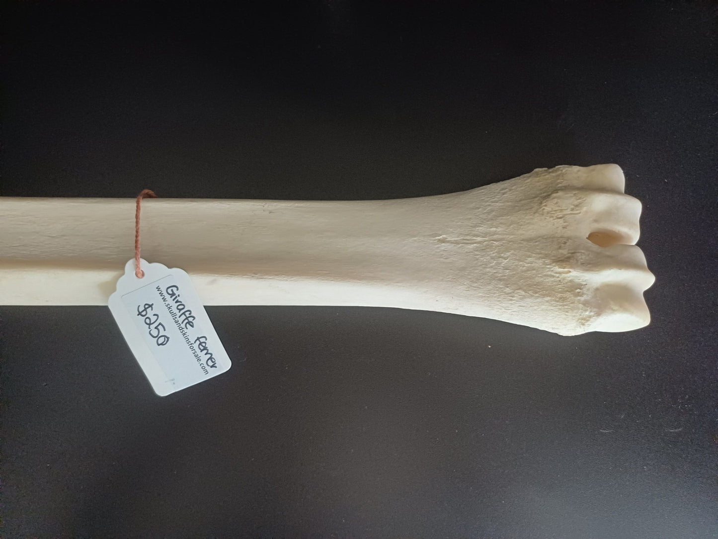 Giraffe Leg Bone (CITES)