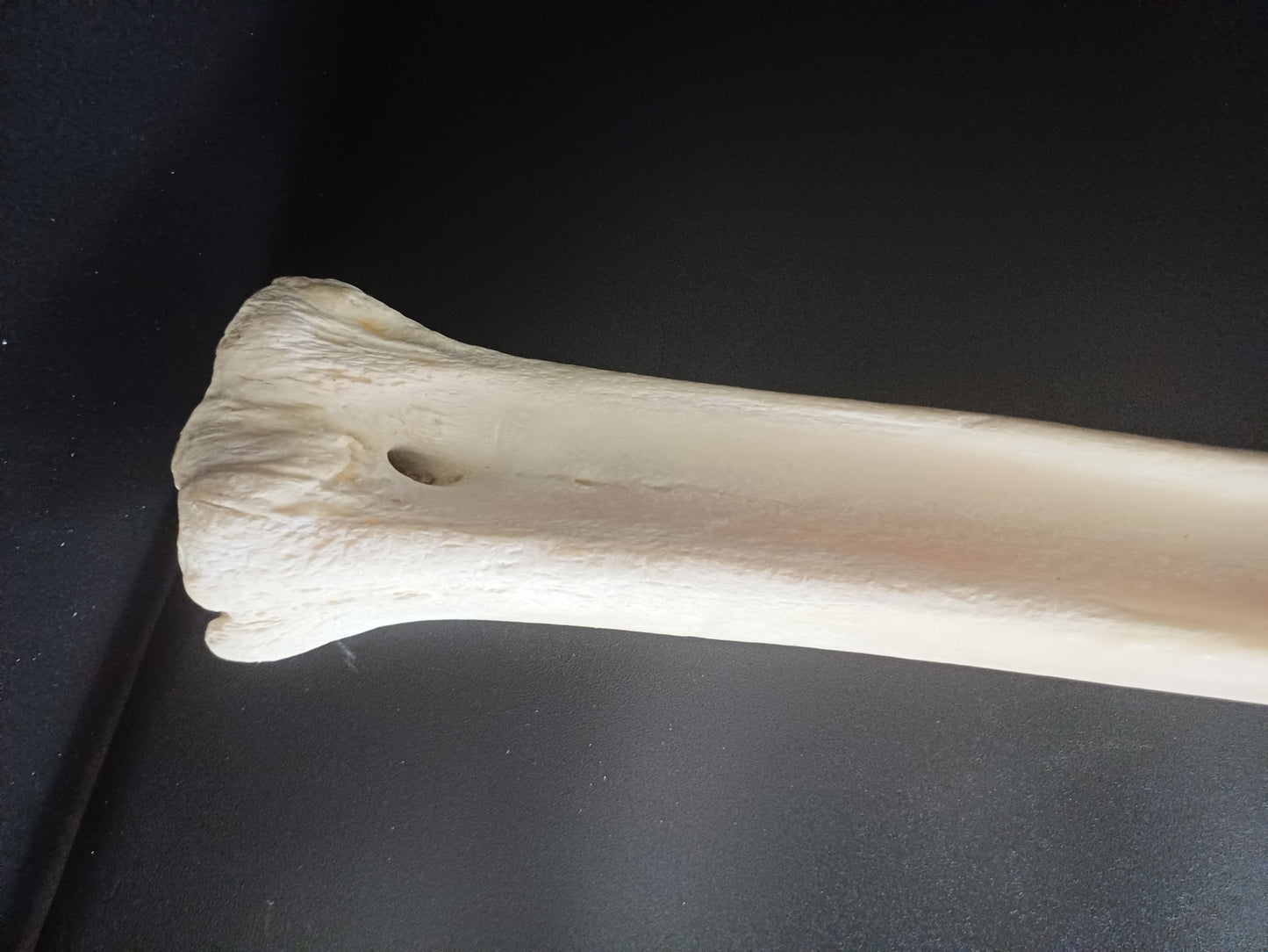 Giraffe Leg Bone (CITES)