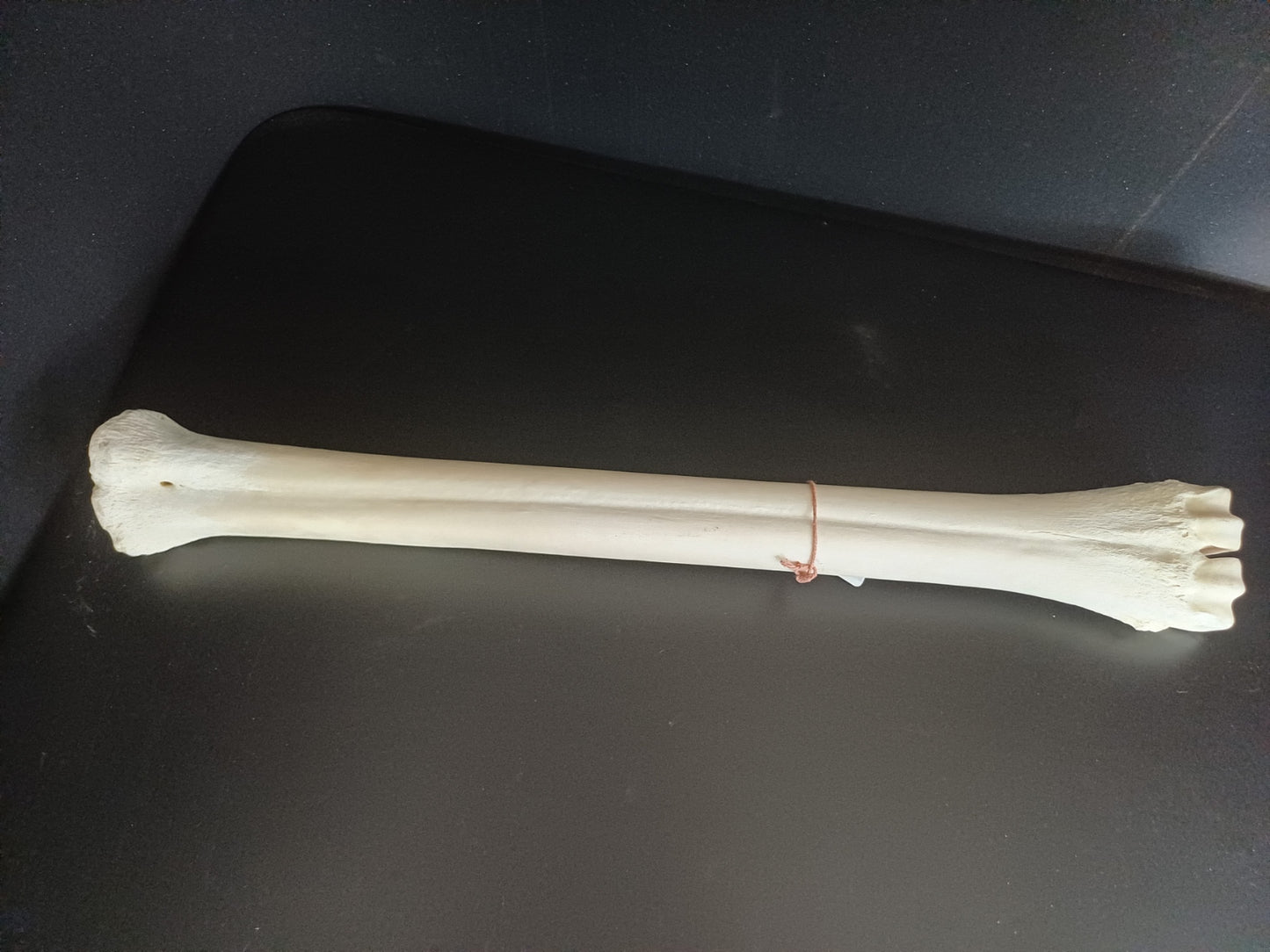 Giraffe Leg Bone (CITES)