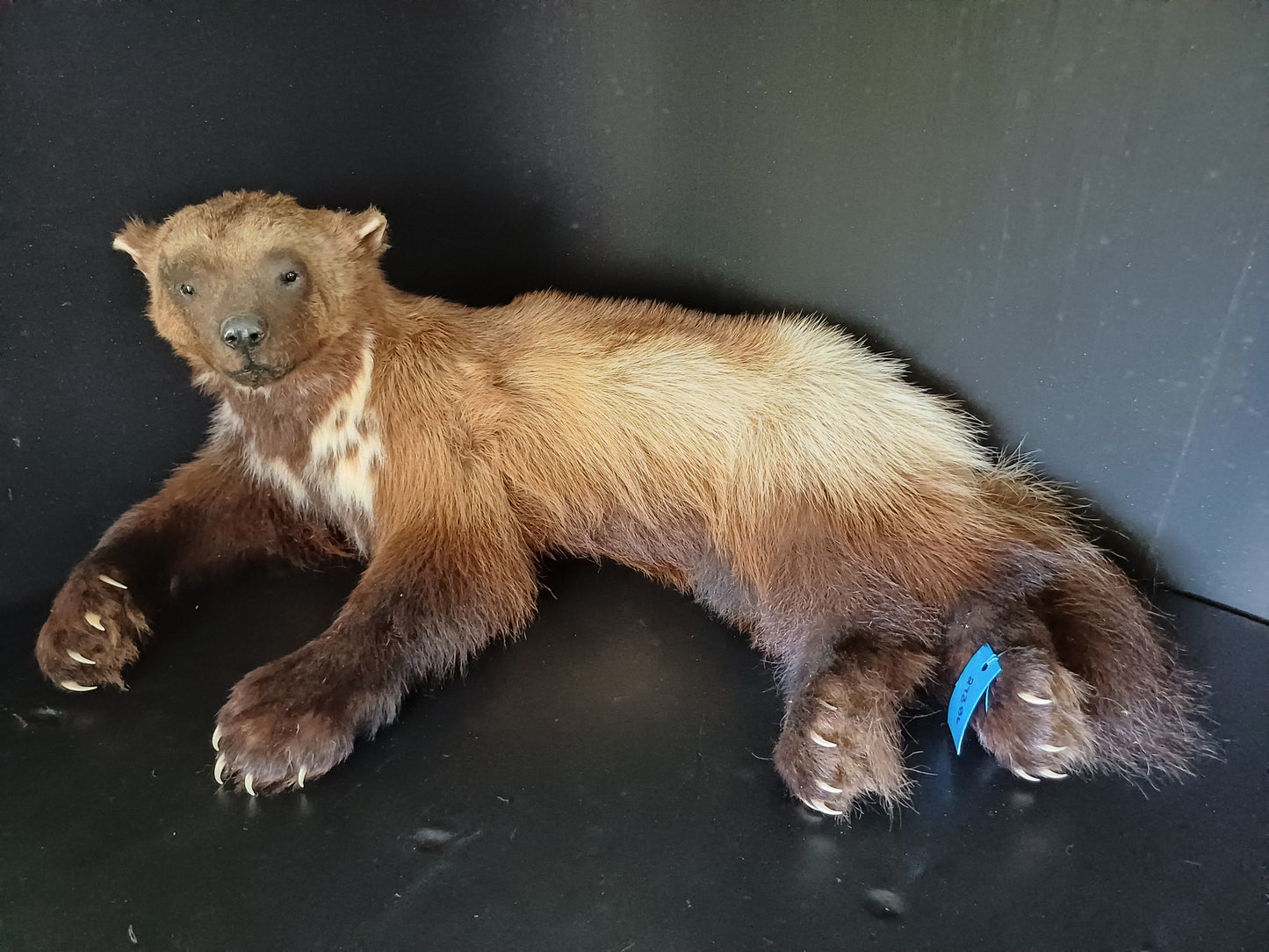 Large wolverine full taxidermy mount