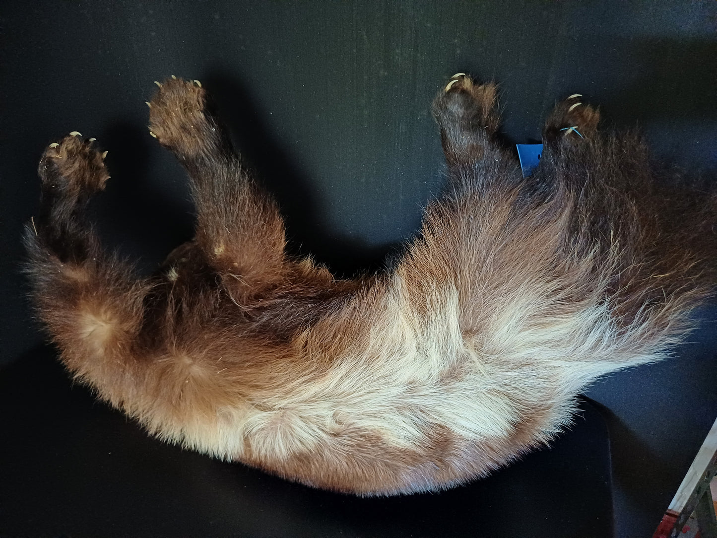 Large wolverine full taxidermy mount