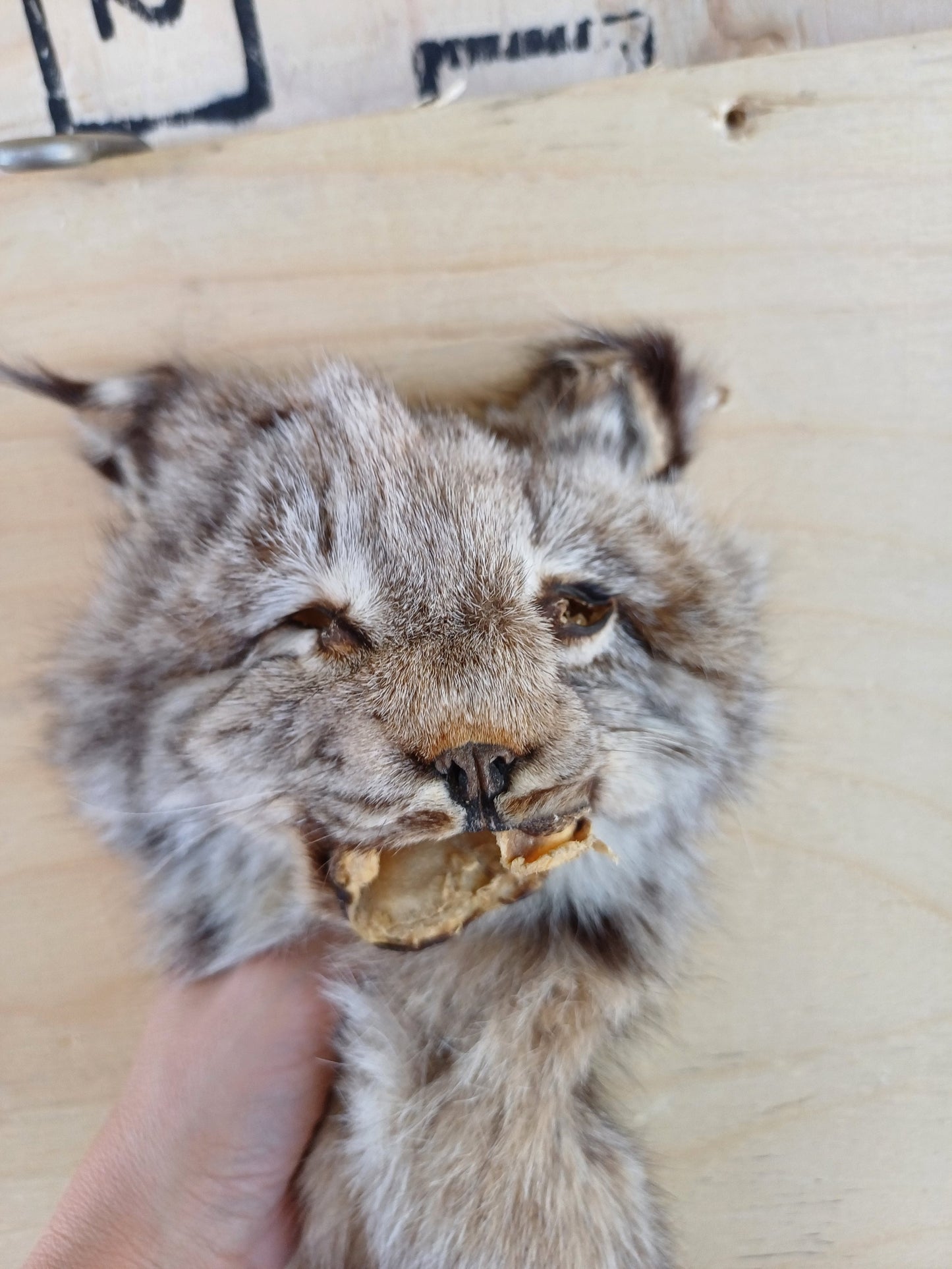 Lynx hide (CITES)