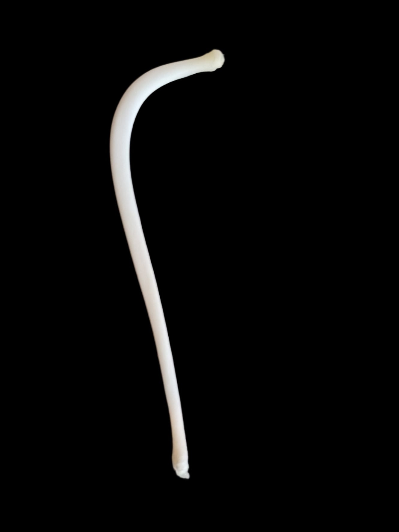 Raccoon Baculum