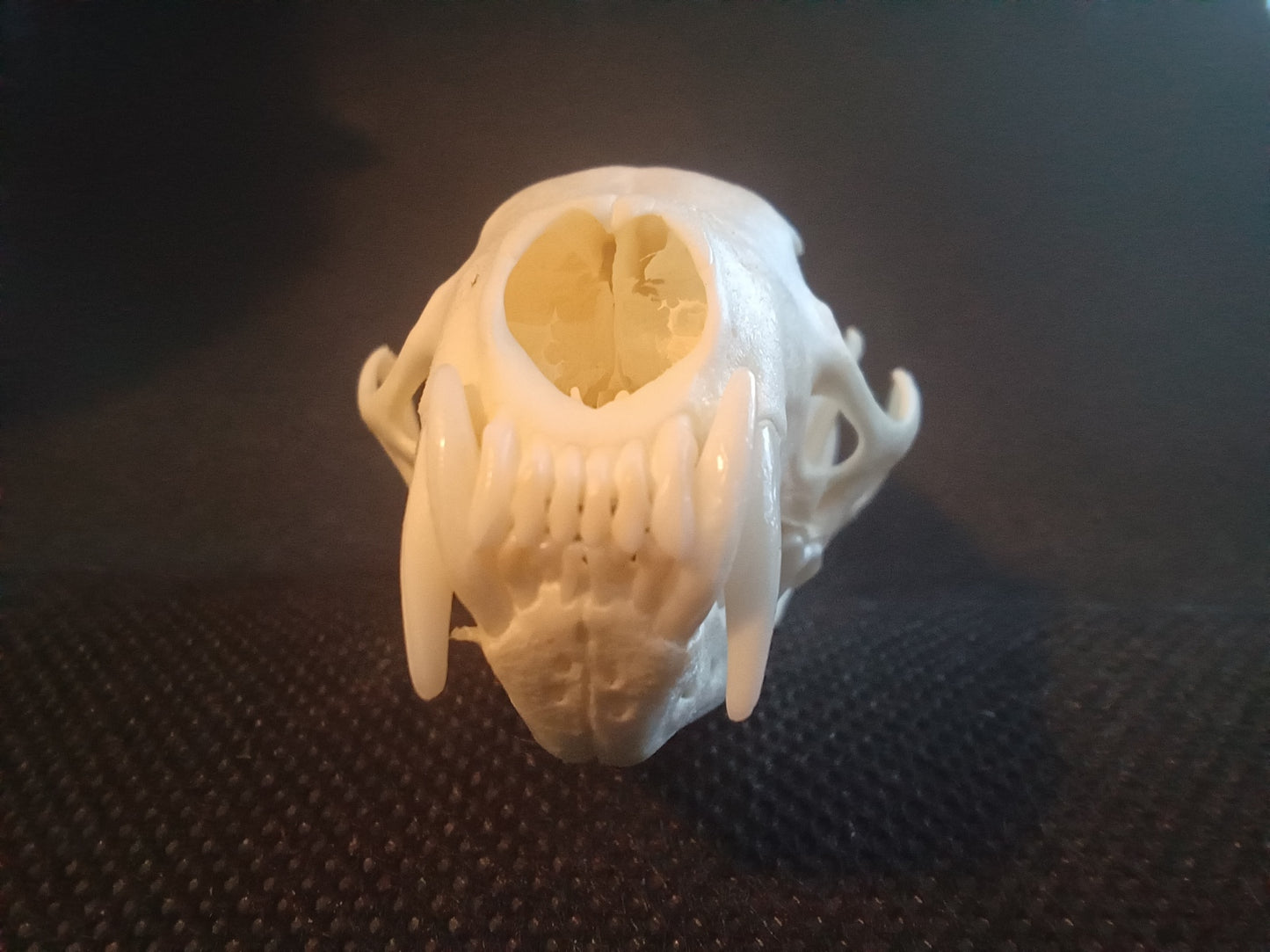 Pine Marten Skull