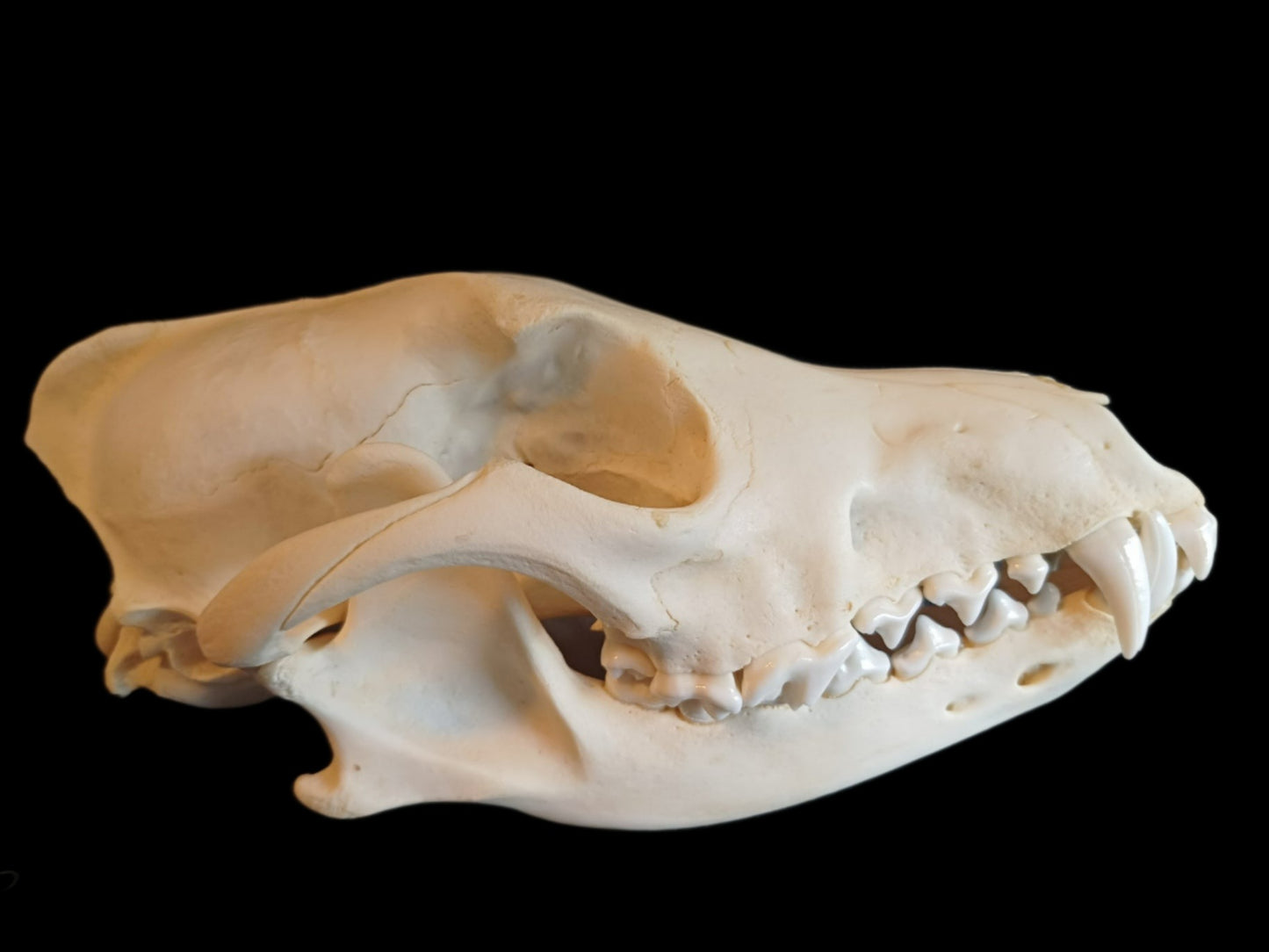 Coyote Skull