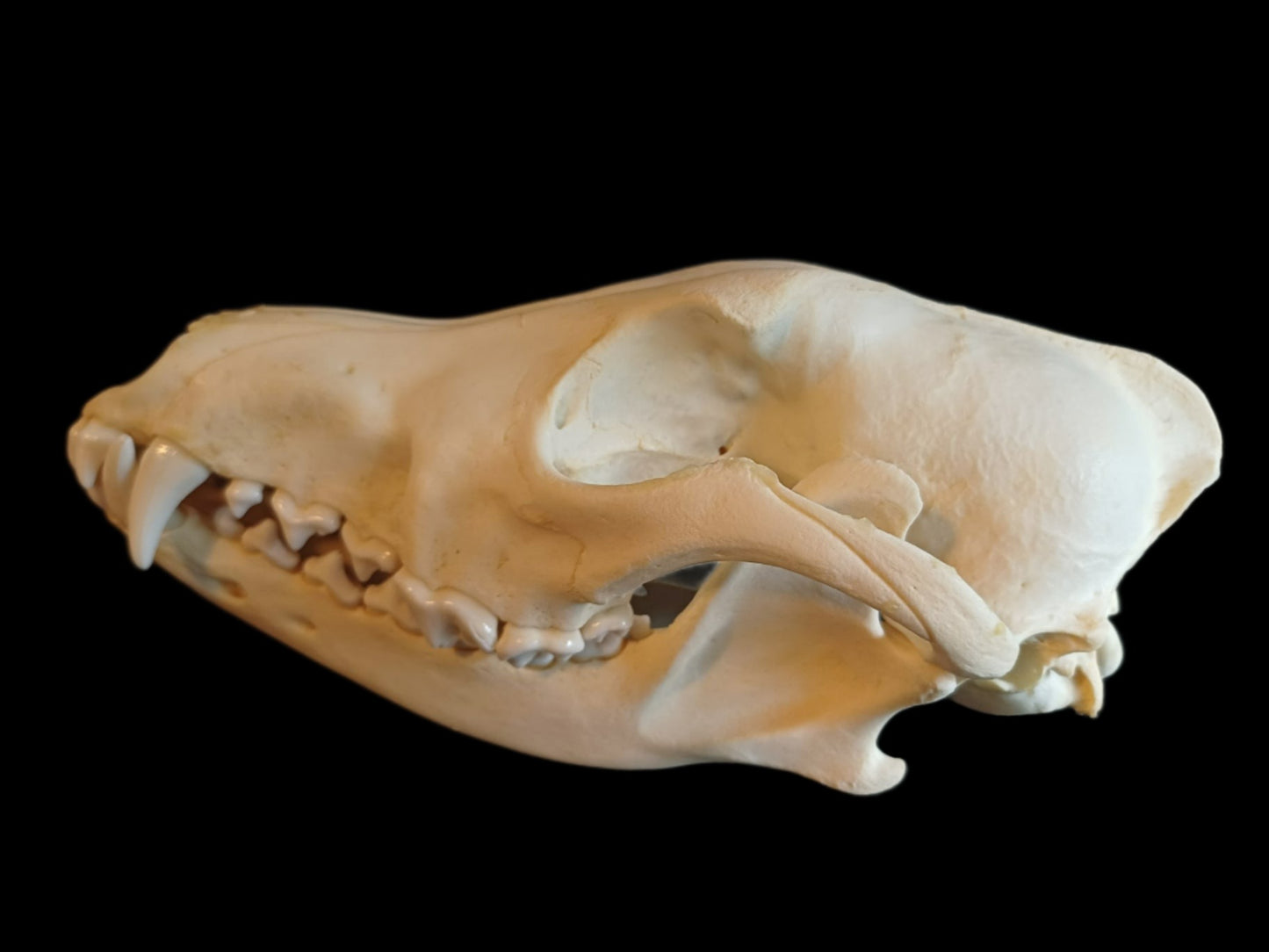 Coyote Skull