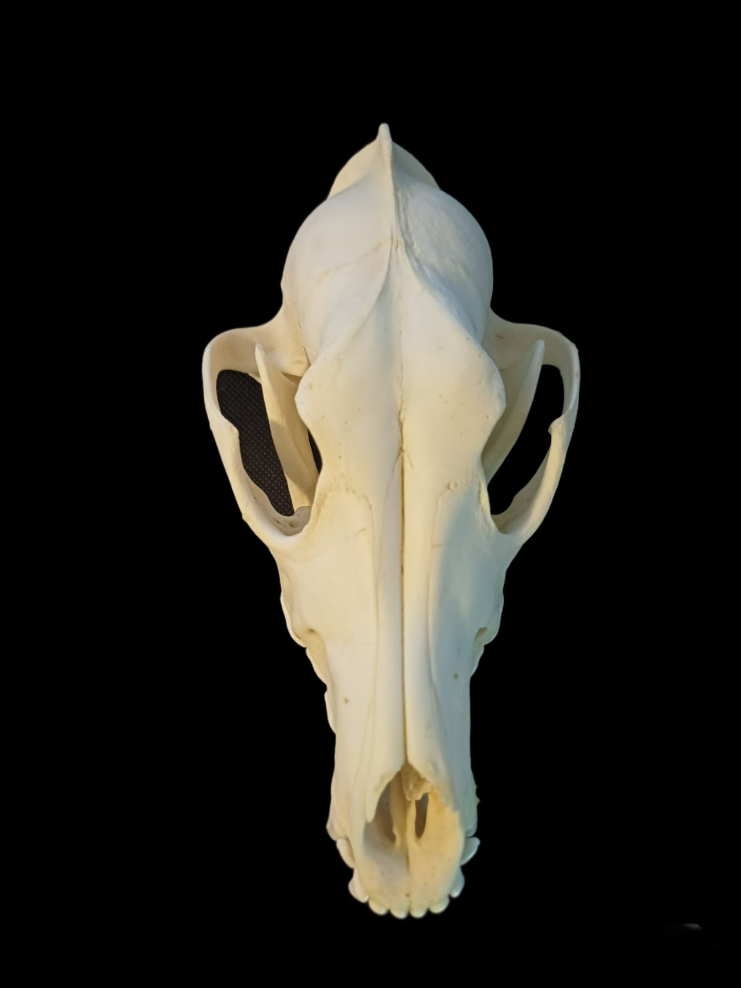 Coyote Skull