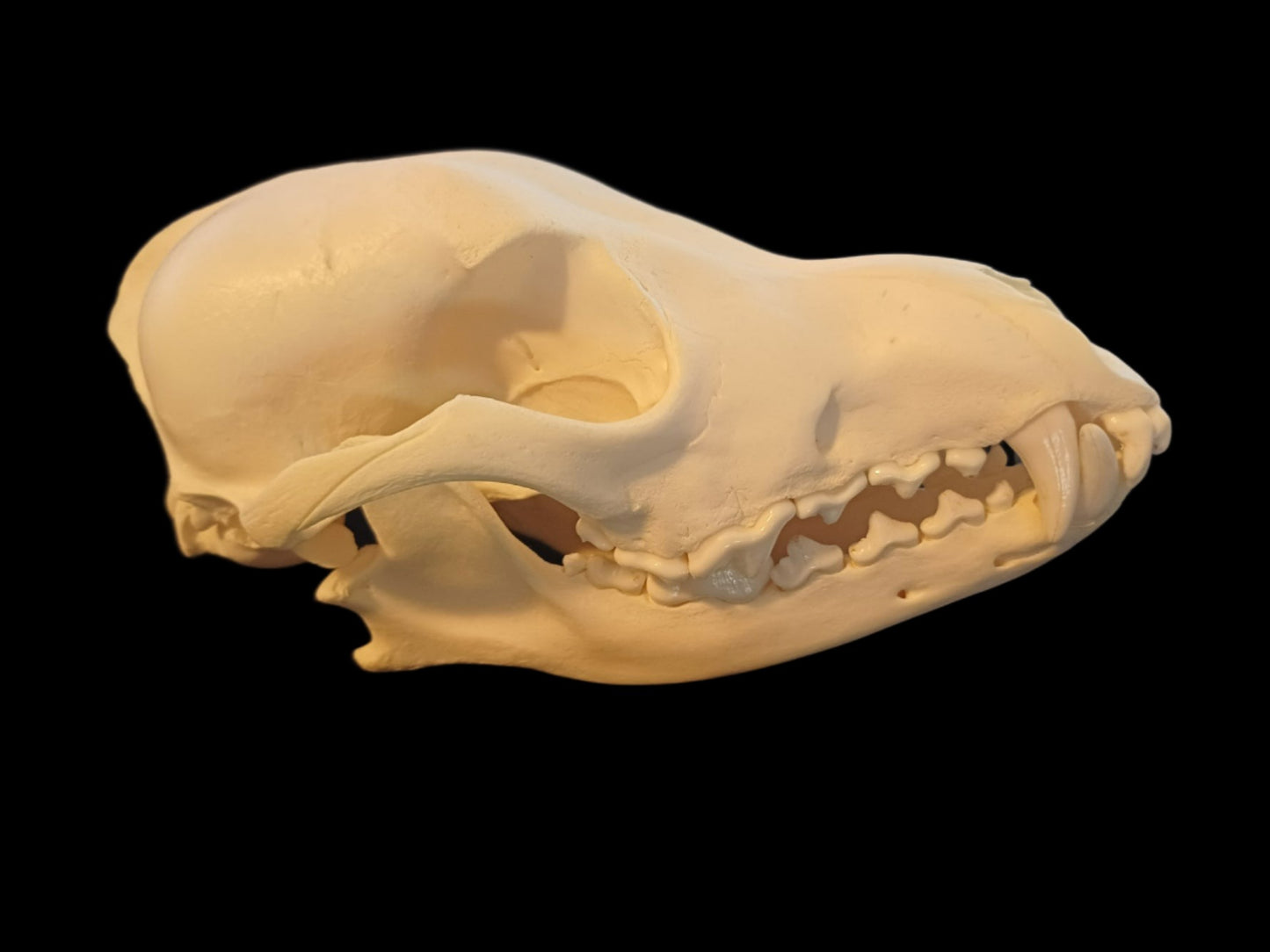 Coyote Skull