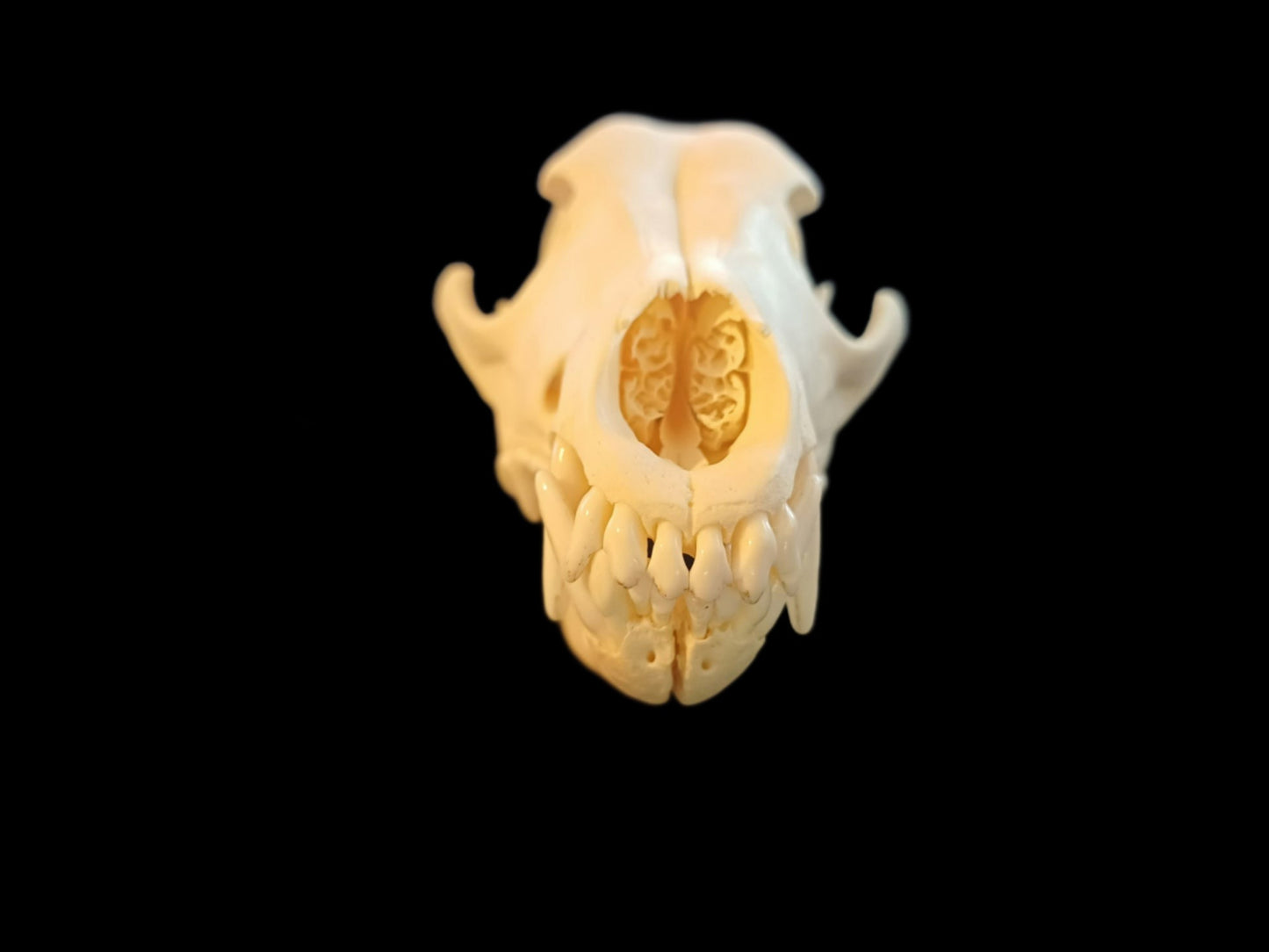 Coyote Skull