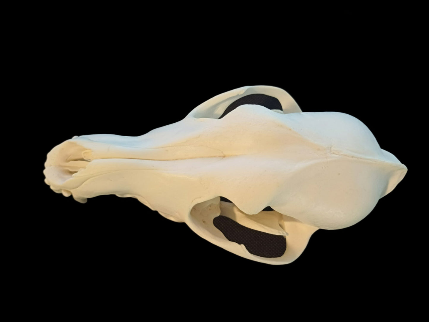 Coyote Skull