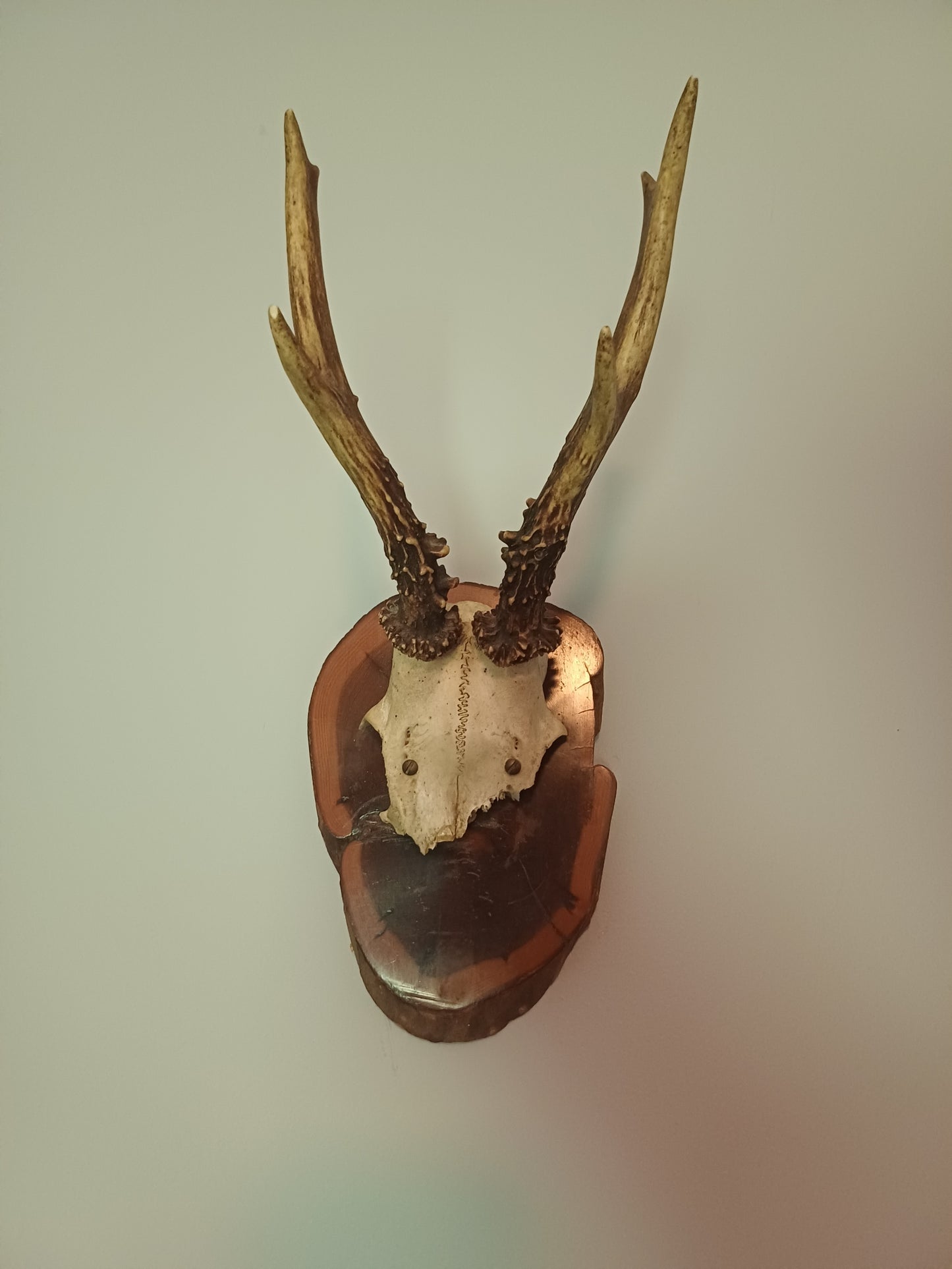 Roe Deer Skull Cap on Shield