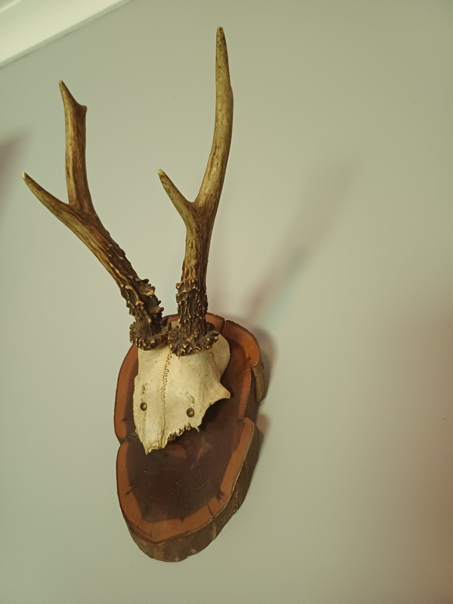 Roe Deer Skull Cap on Shield