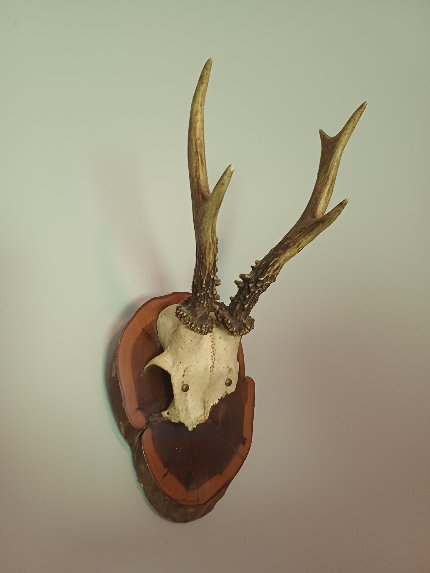 Roe Deer Skull Cap on Shield